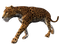 Leopard Background PNG