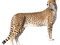 Leopard Free PNG