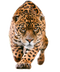 Leopard No Background