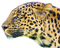 Leopard PNG Clipart Background