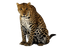 Leopard PNG Clipart