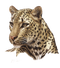 Leopard PNG HD Quality