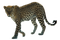 Leopard PNG HD