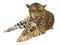 Leopard PNG Image