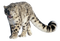 Leopard PNG Images