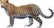 Leopard PNG Picture