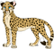 Leopard Transparent Background