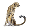 Leopard Transparent Image