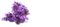 Lilac PNG File