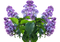 Lilac PNG HD Image