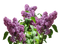 Lilac PNG Pic