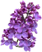 Lilac PNG