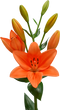 Lilium PNG Clipart