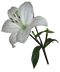 Lilium PNG File