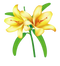 Lilium PNG Free Download