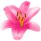 Lilium PNG Free Image