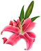 Lilium PNG HD Image