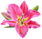 Lilium PNG High Quality Image