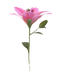 Lilium PNG Image File