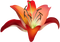 Lilium PNG Image