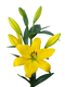 Lilium PNG Images