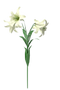 Lilium PNG Photo