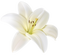 Lilium PNG Pic