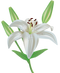 Lilium PNG Picture