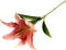 Lilium PNG