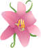 Lilium Transparent