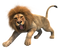 Lion Background PNG Image