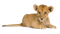 Lion Cub PNG File