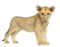 Lion Cub PNG Free Image