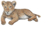 Lion Cub PNG Image HD