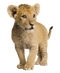 Lion Cub PNG Image