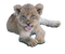 Lion Cub PNG Picture