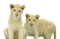 Lion Cub PNG