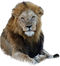 Lion Free PNG