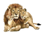 Lion PNG Background