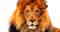 Lion PNG Clipart Background