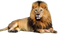 Lion PNG Clipart