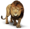 Lion PNG HD Quality