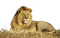 Lion PNG Photo