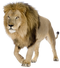 Lion PNG Pic Background