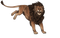 Lion Roar PNG Picture