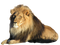 Lion Transparent Background