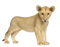 Lion Transparent Free PNG