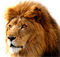 Lion Transparent