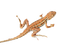 Lizard PNG Download Image