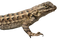 Lizard PNG File